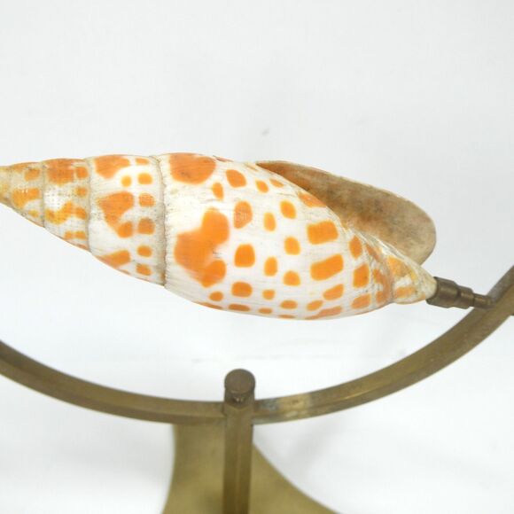 Episcopal Miter Seashell on Brass Caliper Display Stand Vintage Shell Specimen - Picture 4 of 11